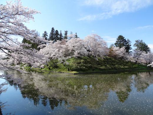 2020-4-24 上杉神社の桜/