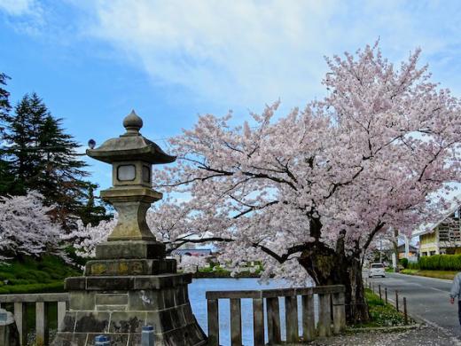 2020-4-24 上杉神社の桜/