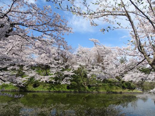 2020-4-24 上杉神社の桜/
