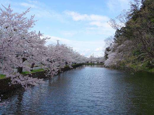 2020-4-24 上杉神社の桜/