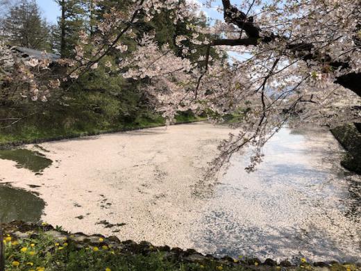 2020-4-28 上杉神社の桜/