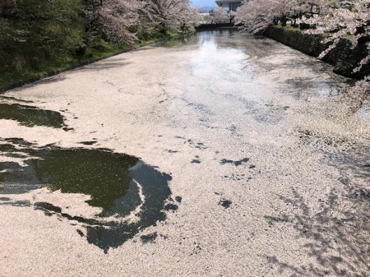 2020-4-28 上杉神社の桜/