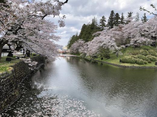 2020-4-28 上杉神社の桜/