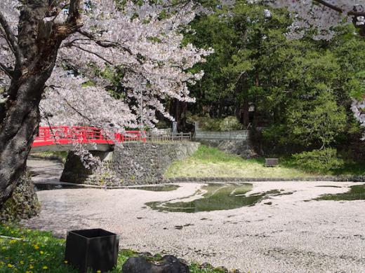 2020-4-28 上杉神社の桜/