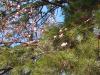  松が岬公園（上杉神社）桜情報　4月2日　開花しました！