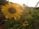 宮内駅にひまわりが咲きました!:2013/08/19 14:32