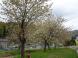 黄桜が咲きました！：2023.04.21