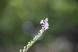 可憐な花が咲いています:2010/07/29 11:04