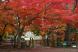 赤湯にもいよいよ雪が降る? 公園の紅葉も見納め:2010/11/14 18:14