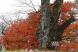 臨雲桜:2010/11/18 15:00