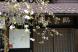 記念館の庭の桜が咲いた:2011/04/28 13:56