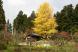 結城先生の菩提寺のイチョウの木が真黄色:2011/11/22 14:30