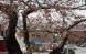 咲いてません。公園の桜は:2012/04/23 11:12