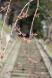 烏帽子山公園東の階段付近のしだれ桜:2012/04/23 11:18