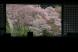 2階の窓は一面の桜:2012/04/28 21:07