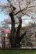 満開の烏帽子山公園の「臨雲桜」:2012/04/29 17:59