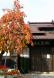 つかの間の秋:2012/11/14 11:24
