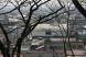 烏帽子山公園の桜のつぼみは?:2013/04/05 15:31