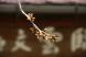 臨雲文庫の桜は蕾が少〜し膨らんだかな:2013/04/14 20:14