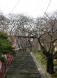 烏帽子山公園で一番最初に咲くといわれている桜の木は?:2013/04/16 15:30