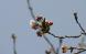 烏帽子山公園の基準木に一輪の桜が開花:2013/04/17 14:48
