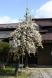 記念館の庭の3本の桜:2013/04/27 21:48