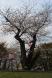 烏帽子山公園の桜も老いたのかなあ?:2013/05/05 19:00