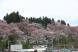 4月22日午後2時30分現在の烏帽子山公園の桜(記念館..:2014/04/22 14:42