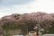 4月22日午後2時30分現在の烏帽子山公園の桜(記念館..:2014/04/22 14:43