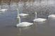 春です いい天気です 今日も白鳥を訪問してみました:2017/02/28 15:00