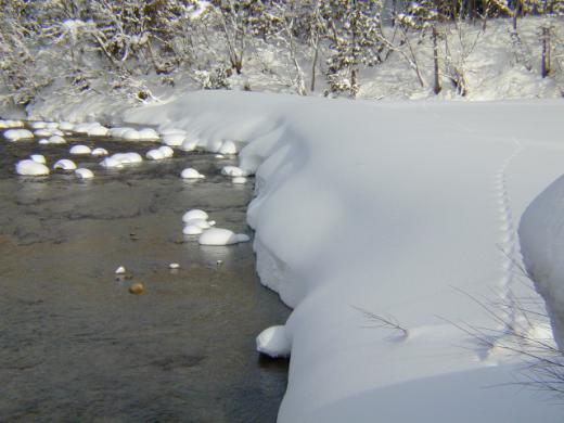 点々と動物の足跡が/