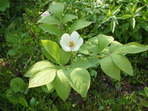 山勺薬Peaonia japonica /