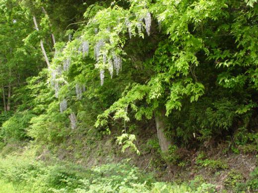 ÀîÀ¾Ä®¶ÌÄí/