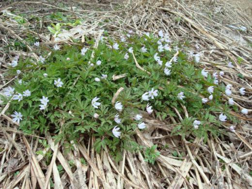 昨年春の一毛草/