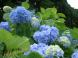 ジュピア近辺のアジサイが満開です!:2006/07/31 23:15