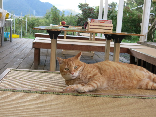 秋のくだもの狩り（ぶどう桃和梨りんごラフランス）　猫と一緒にお待ちしてます：画像