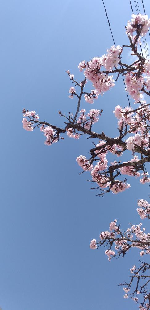 青空と桜/