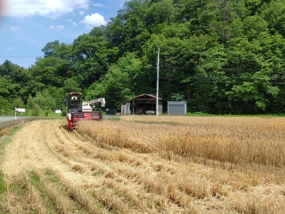 小麦収穫
