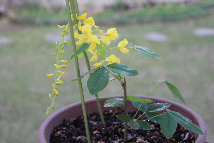 昨年５月 知人の庭で鮮やかな黄色で藤の花のように垂れ下がった花に魅せられて このブログで黄色の フジの花 と紹介しましたが エニシダ という花であることがわかりました 昨年一枝をいただき挿し木にしました 何と今年挿し木した木に一輪だけ花が咲きました