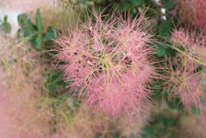 花の後に花柄が糸状に伸びて 全体がふわふわした羽毛状になり 煙のようにみえることから スモークツリー と名前がついたのでしょうか 雌雄異株で煙が楽しめるのは雌木でだということです 赤っぽいものだけでなく白っぽいものもあるそうです 葉も緑や暗紫色のものがあ