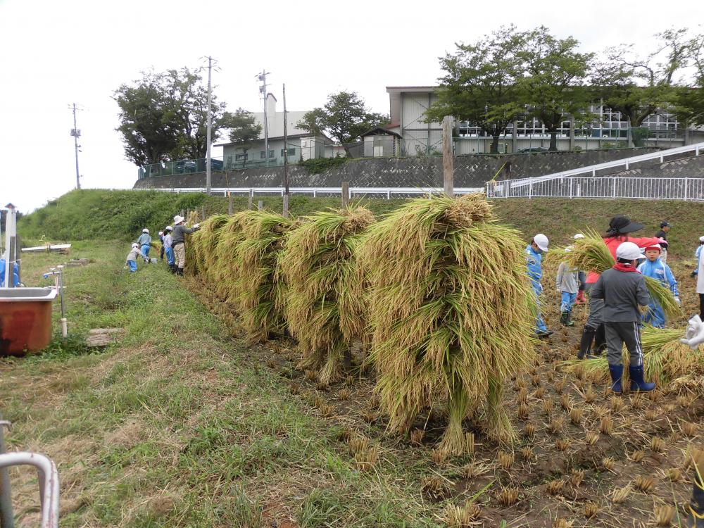 村木沢小学校「稲刈り」指導員として農メンズが参加しました！