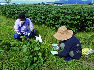 【9/26〜】秘伝豆の収穫体験：画像