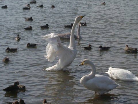 Swan Park /