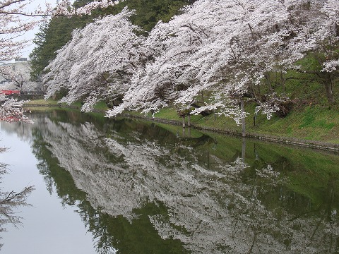 sakura/