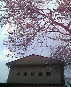 小野川の桜咲き始め/