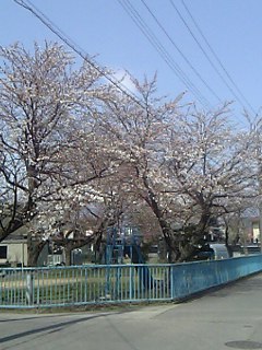 長井市【まちなか桜回廊】/