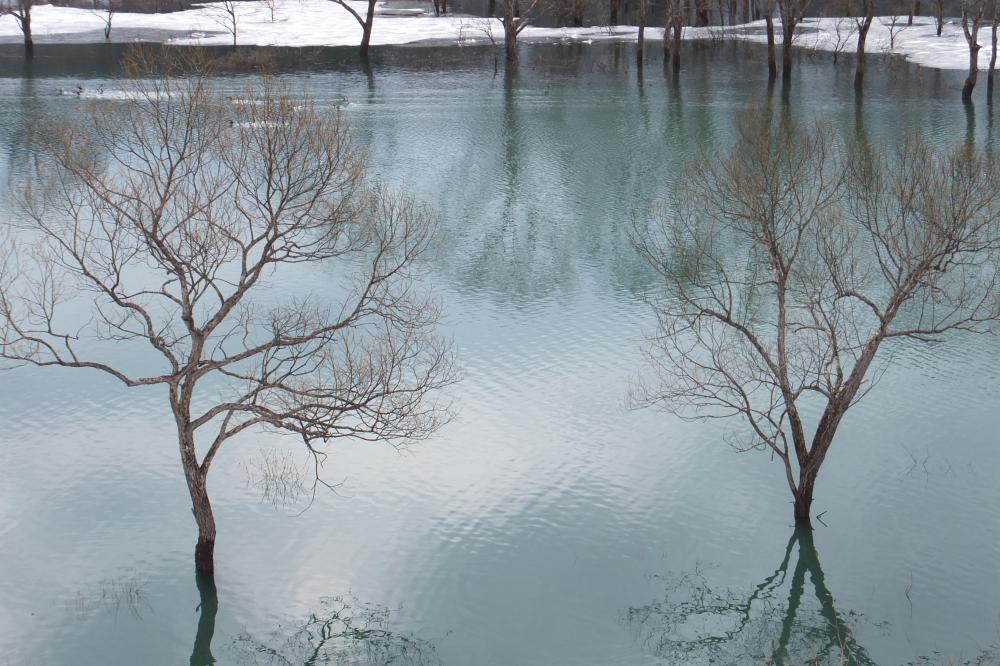 水没林　　白川湖の今　こんな感じです。：画像