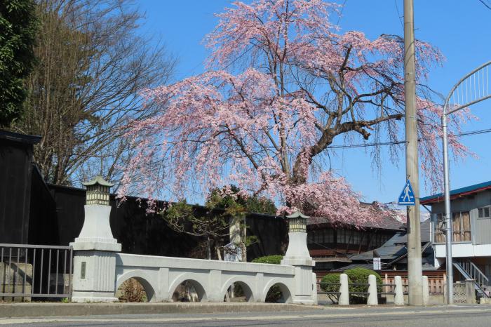’23 長井市内の桜開花情報（4月3日)：画像