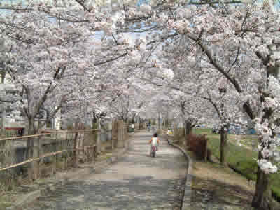 まほろば桜回廊：画像