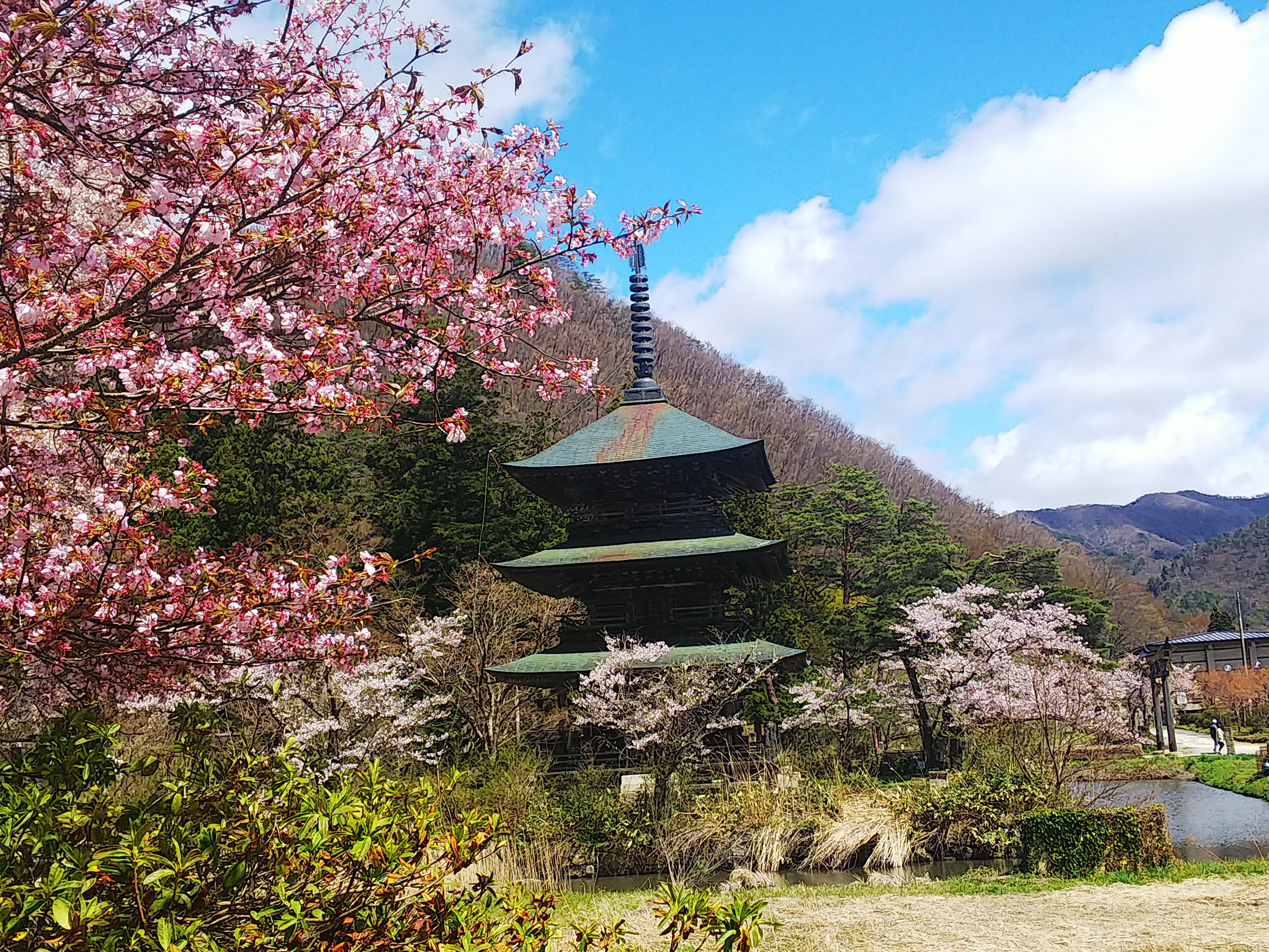 安久津八幡神社(歴史公園)の桜開花情報